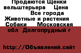 Продаются Щенки вельштерьера  › Цена ­ 27 000 - Все города Животные и растения » Собаки   . Московская обл.,Долгопрудный г.